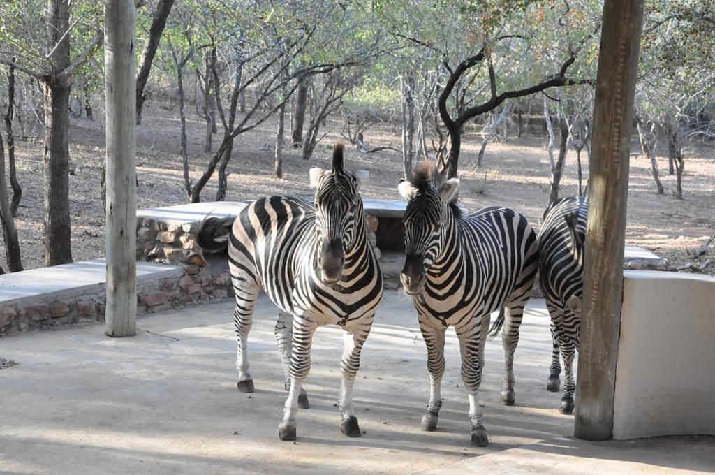 Treetops Marloth Park Exterior foto