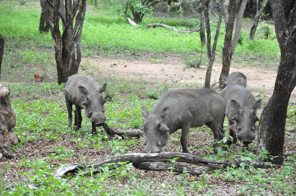 Treetops Marloth Park Exterior foto
